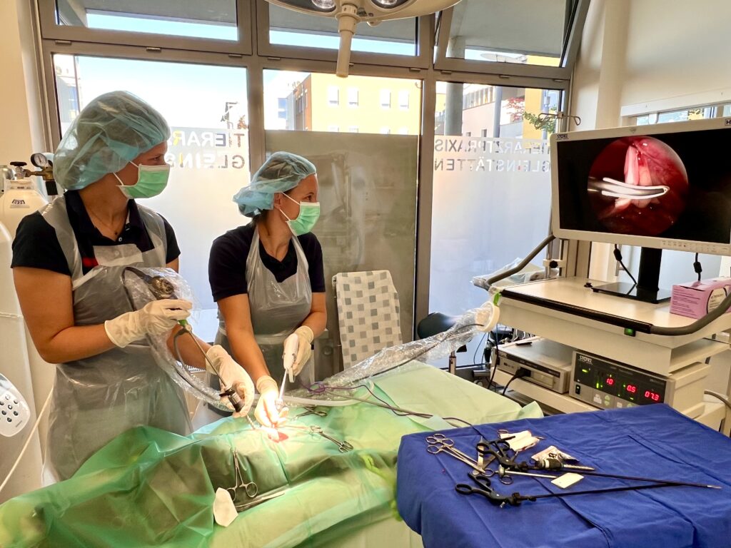 Endoskopische Kastration